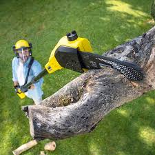 Best Lawn Disease Treatment  in Waterloo, WI