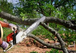 Best Utility Line Clearance  in Waterloo, WI