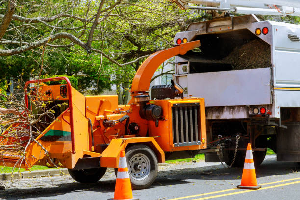 Best Tree Health Inspection  in Waterloo, WI