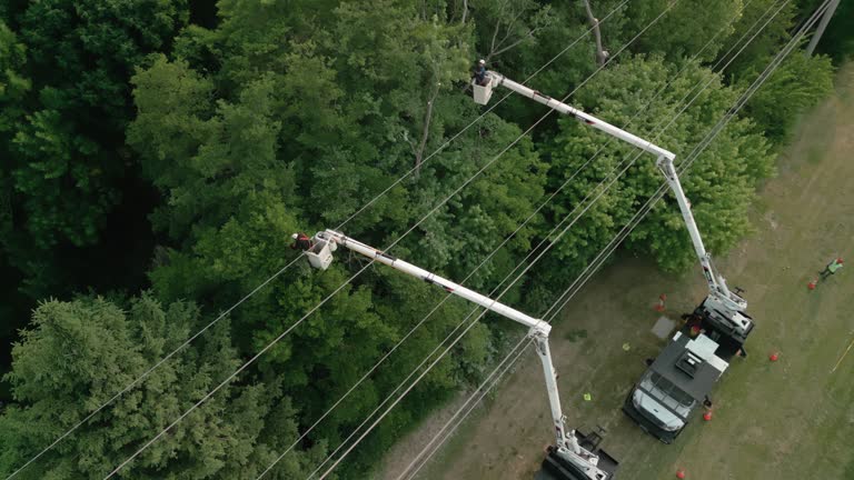Trusted Waterloo, WI Tree Services Experts