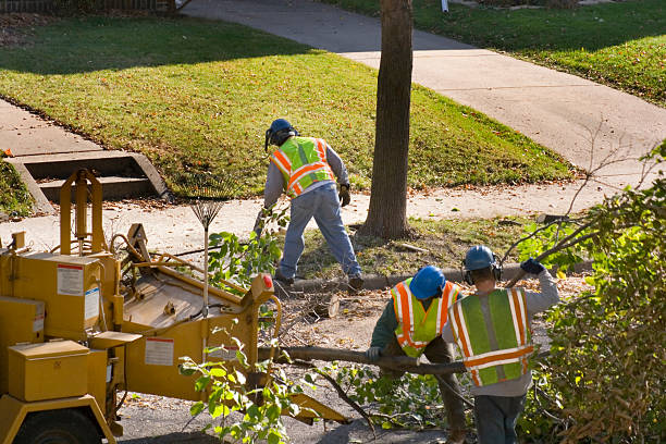 Best Tree Disease Treatment  in Waterloo, WI