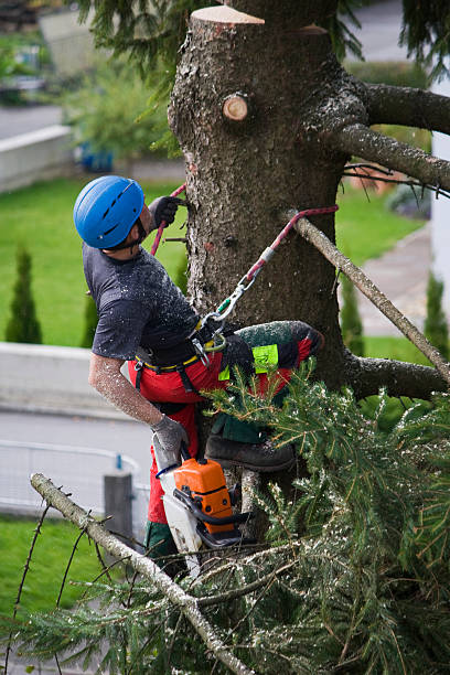 Best Tree Cabling and Bracing  in Waterloo, WI