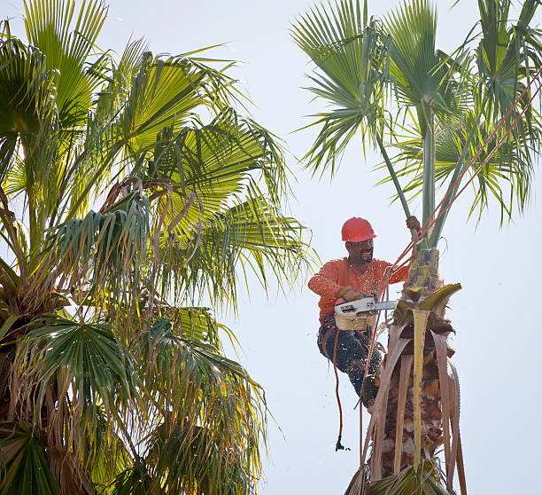 Best Tree Maintenance Programs  in Waterloo, WI