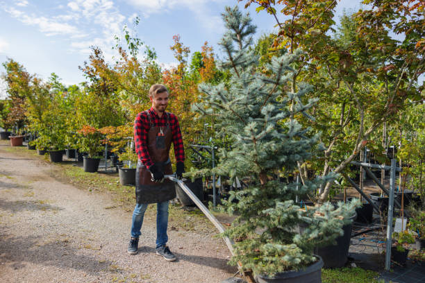 Best Root Management and Removal  in Waterloo, WI