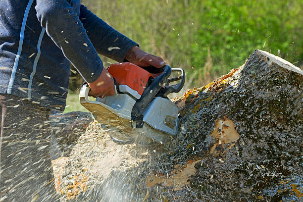 How Our Tree Care Process Works  in  Waterloo, WI